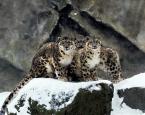 	Irbis, Panthera uncia, Snow leopard