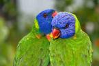 Lori mnohobarvý, Trichoglossus haematodus, Reibow Lorikeet