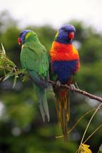 Lori mnohobarvý, Trichoglossus haematodus, Reibow Lorikeet