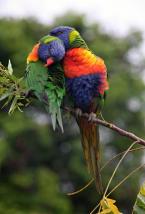 Lori mnohobarvý, Trichoglossus haematodus, Reibow Lorikeet