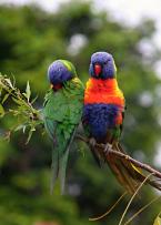 Lori mnohobarvý, Trichoglossus haematodus, Reibow Lorikeet