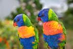 Lori mnohobarvý, Trichoglossus haematodus, Reibow Lorikeet