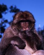 Magot, Macaca sylvanus,  Barbary Ape 