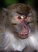 Makak jávský, Macaca fascicularis, Long-tailed  Macaque