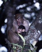Makak jávský Macaca fascicularis Long-tailed  Macaque