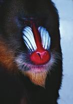 Mandril, Mandrilus sphinx, Mandrill 