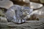 Manul, Otocolobus manul,  Pallas´ cat 