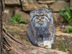 Manul, Otocolobus manul, Pallas´ cat