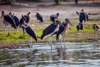 Marabou,  Leptoptilos crumeniferus Marabou Stork