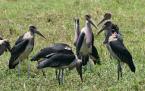 Marabu africký, Leptoptilus crumeniferus,  Greater Adjutant