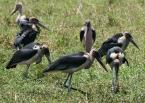 Marabu africký, Leptoptilus crumeniferus,  Greater Adjutant