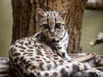 Margay, Leopardus wiedi