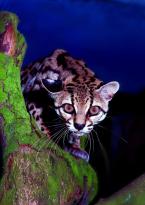 Margay,  Leopardus wiedii,  Margay 