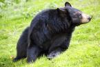 Medvěd baribal, Ursus americanus, American black bear