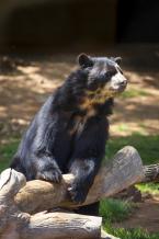 Medvěd brýlatý, Tremarctos ornatus, Spectacled bear