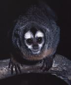Mirikina lemuří, Aotus lemurinus, Grey-legged Night monkey