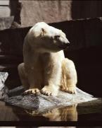Medvěd lední,  Thalarctos maritimus,  Polar Bear 