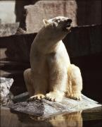 Medvěd lední,  Thalarctos maritimus,  Polar Bear 