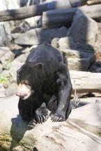 Medvěd malajský,  Helarctos malayanus, Malayan sun bear 