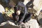 Medvěd malajský,  Helarctos malayanus, Malayan sun bear 