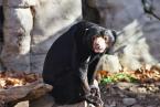 Medvěd malajský,  Helarctos malayanus, Malayan sun bear 