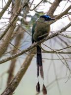 Momot horský, Momotus aequatorialis, Andean momot