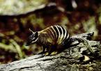 Mravencojed  žíhaný,  Myrmecobius fasciatus,   Numbat 