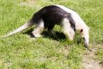 Mravenečník čtyřprstý, Tamandua tetradactyla, Southern tamandua Mýval severní, Procyon lotor, American raccoon 