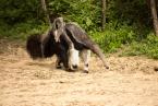 Mravenečník velký, Myrmecophaga tridactyla, Giant anteater