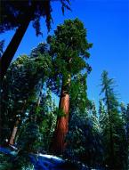 Sequoia N.P.