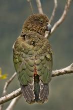 Nestor kea,  Nestor notabilis, Kea