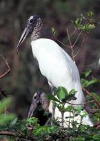 Nesyt lesní, Mycteria  americana, Wood stork