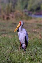 Nesyt lesní, Mycteria  americana, Wood stork