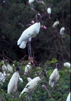 Nesyt lesní, Mycteria  americana, Wood stork