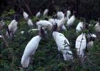 Nesyt lesní, Mycteria  americana, Wood stork