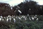 Nesyt lesní, Mycteria  americana, Wood stork