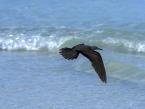 Nody obecný,  Anous stolidus galapagensis, Brown noddy