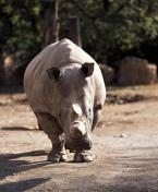 Nosorožec tuponosý, Ceratotherium simum cottoni, Northen White rhinoceros 