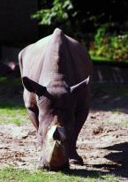 Nosorožec tuponosý, Ceratotherium s. simum, Southern White rhinoceros 