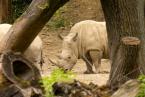 Nosorožec tuponosý jižní, Ceratotherium simum simum, Southern White rhinoceros 