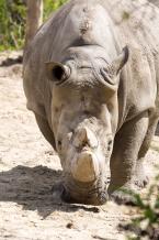 Nosorožec tuponosý jižní, Ceratotherium simum simum, Southern White rhinoceros 