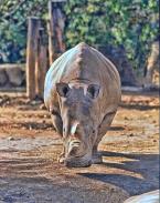 Nosorožec tuponosý severní, Ceratotherium simum cottoni