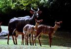 Nyala nížinná,   Tragelaphus angasii, Lowland nyala 