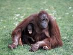Orangutan bornejský, Pongo p.pygmaeus, Bornean Orang-utan 