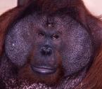 Orangutan bornejský, Pongo p.pygmaeus,  Bornean Orang-utan 