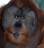 Orangutan bornejský, Pongo p.pygmaeus,  Bornean Orang-utan 