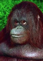 Orangutan bornejský, Pongo p.pygmaeus,  Bornean Orang-utan 