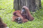 Orangutan sumaterský, Pongo abeli, Sumatran Orang-utan 