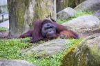 Orangutan sumaterský, Pongo abeli, Sumatran Orang-utan 