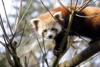 Panda červená, Ailurus fulgens,  Red panda 